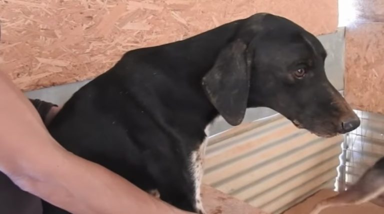 Dog Who Spent 9 Years In Shelter Like ‘Sleeping Beauty’, Eagerly Hoping for New Life