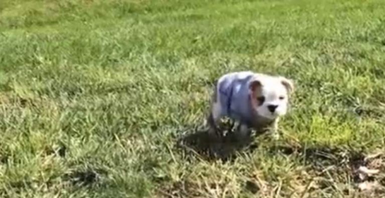 Tiny Bulldog Puppy Rolls Down Hills to Entertain Herself