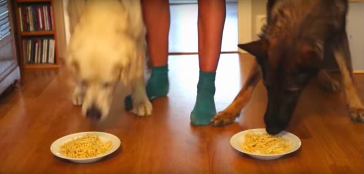 Spaghetti Eating Contest Between Golden Retriever and German Shepherd