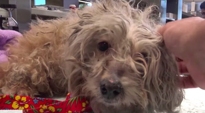 Matted, Limping and Starving, This Homeless Dog Makes a Remarkable Transformation