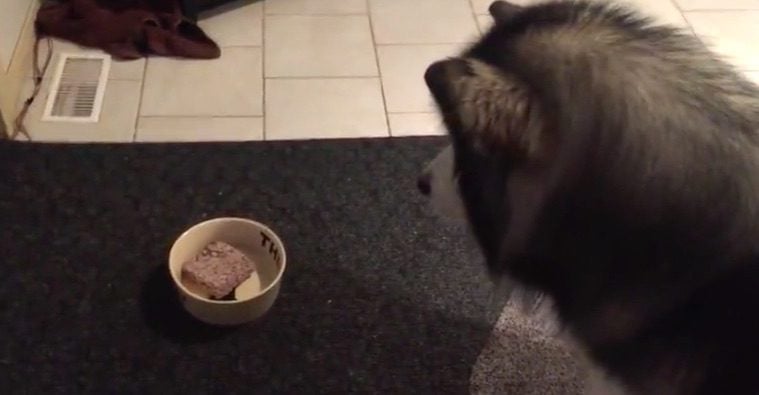 Alaskan Malamute Throws a Temper Tantrum When He Sees What He Is Getting For Dinner