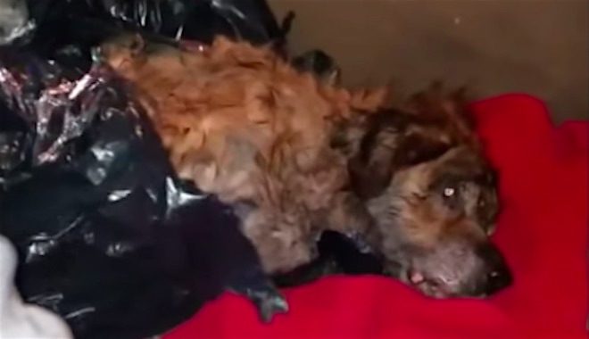 dog found in garbage bag