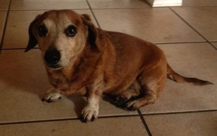 Loving Man Builds Special Ramps for His Elderly Dachshund