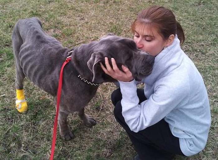Rescuer’s Touching Commitment to Helping a Dog When No One Else Would