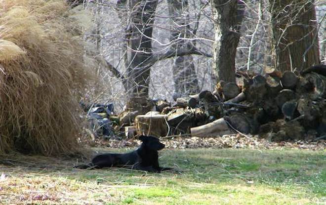 Stray Dog Finally Agrees To Go Home With Woman Who Devoted 2 Years To Earning Her Trust