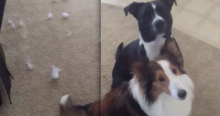Dog Enthusiastically Tattles On His Naughty Sister