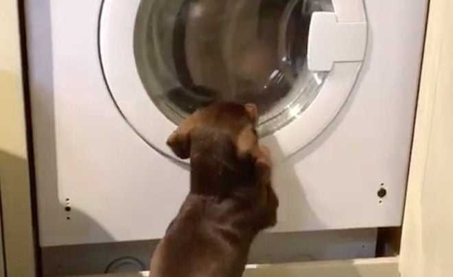 Mini Dachshund Impatiently Waits for Teddy Bear in Tumble Dryer