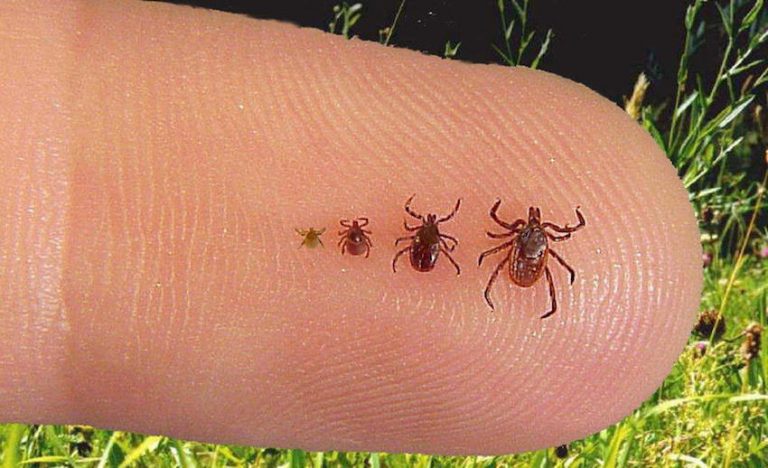 ticks on finger