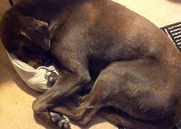 Loyal Dog Won’t Forget His Best Friend