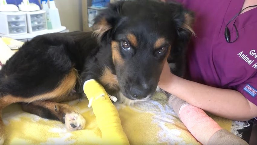 Stray Dog with Mangled Foot Would Have Endured Life of Pain, But Vet Comes to the Rescue