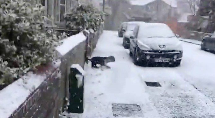 Adorable Spaniel Experiences Snow for the First Time and Goes Absolutely Bonkers
