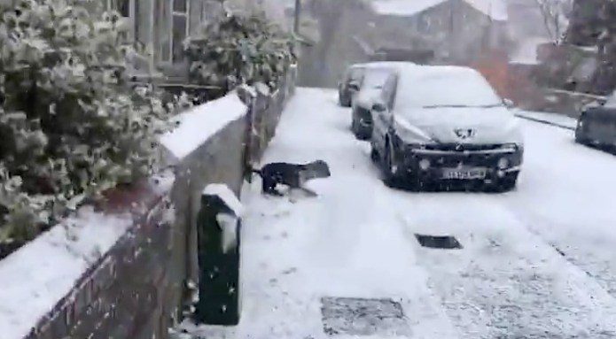 Truffle the dog loves snow