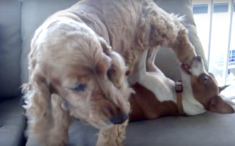 Scrappy Dogs Busily Roughhousing Only Respond to Magic Word