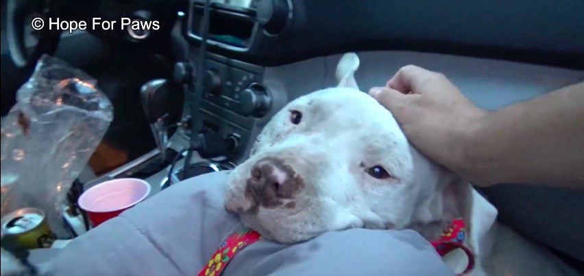 Injured Pit Bull Tells His Rescuers ‘Thank You’ Moments After He is Saved
