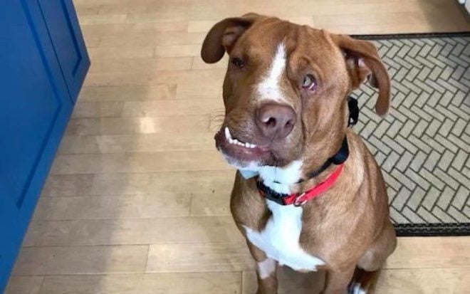 Dog With Crooked Face and Heart of Gold Finds a Family to Love