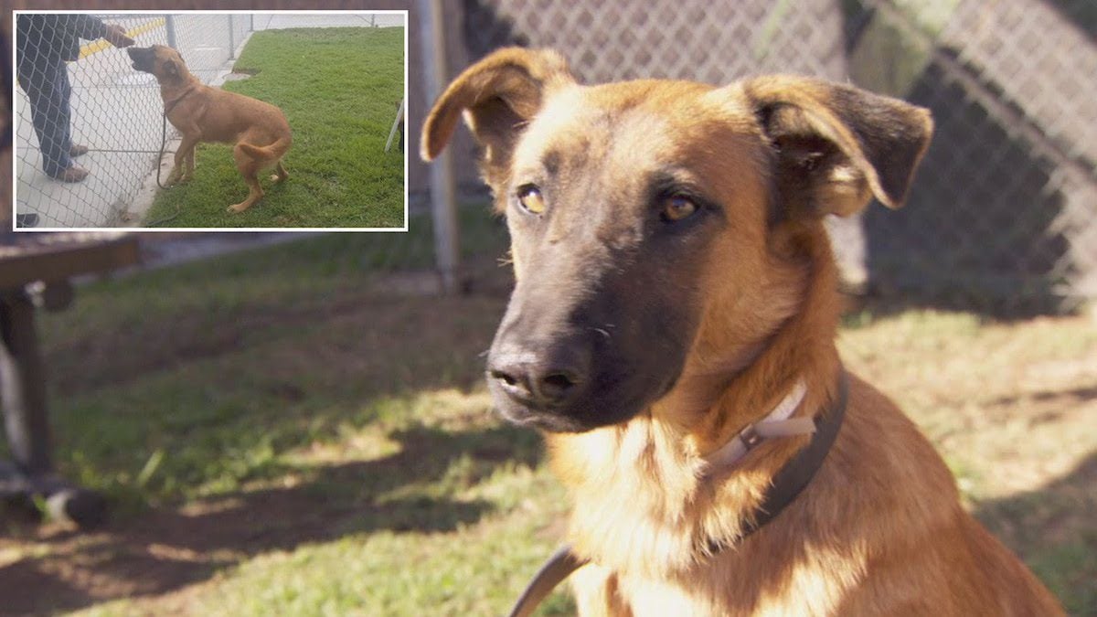 Dog Who Watched Her Family Adopt Another Pet At Shelter Gets New Home