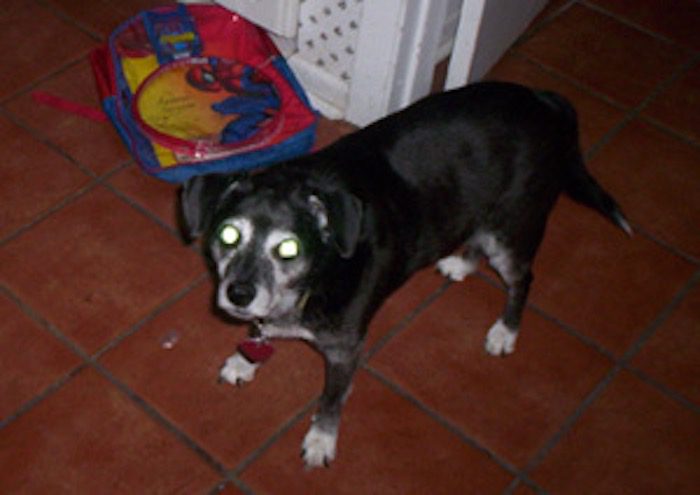 Angel at the Post Office Responds to Young Girl’s Heartfelt Letter After Loss of Beloved Dog