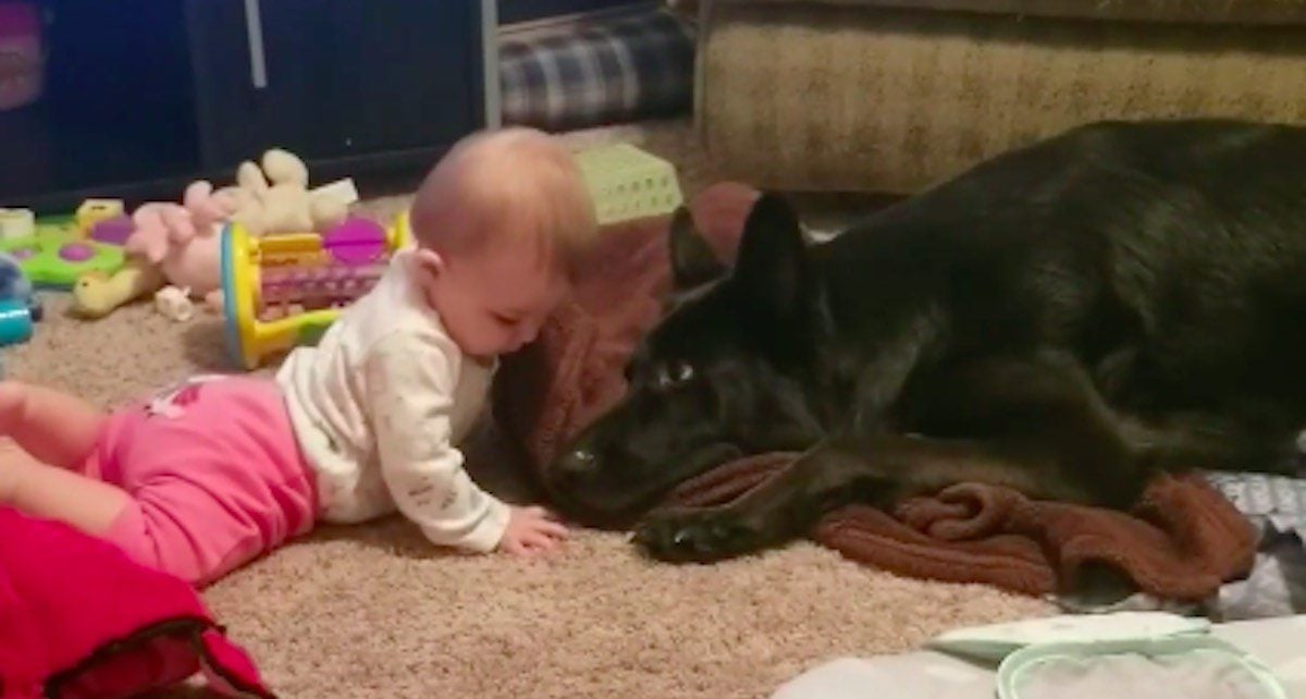German Shepherd Lovingly Tries to Share Prized Blanket with Baby