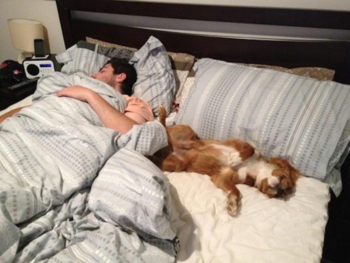 Letting Your Dog Sleep On The Bed Could Improve Your Sleep