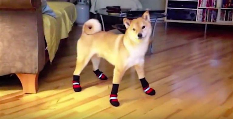 shiba inu in winter boots