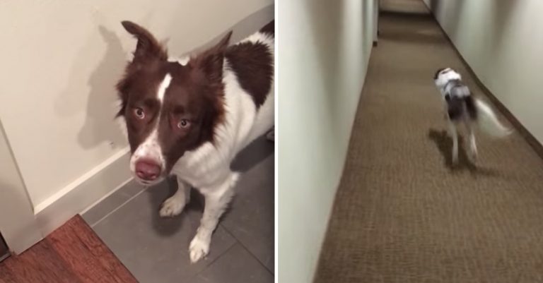 dog asks her friend out to play