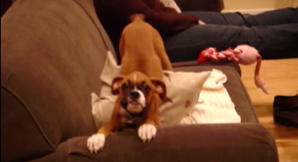 Excited Boxer Puppy Wiggles Bum Greeting Dad Coming Home From Work
