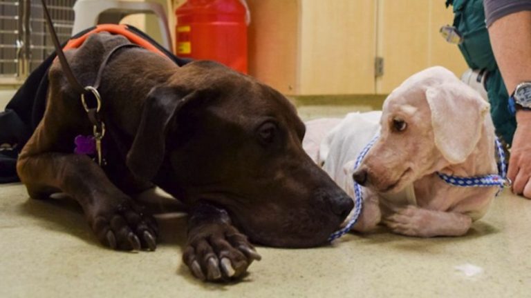Two Stray Dogs Found Tied to a Pole Look Out for Each Other at Vet