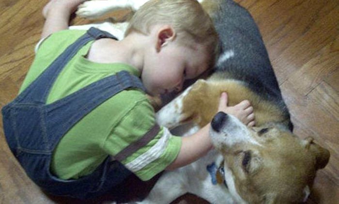 Inseparable Friends: Beagle and Boy’s Heartwarming Moments Together