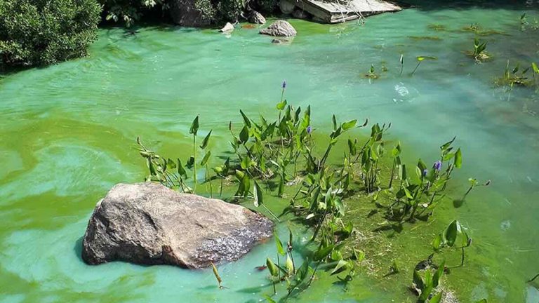 Blue-Green Algae (Cyanobacteria) and How it Can Kill Your Dogs