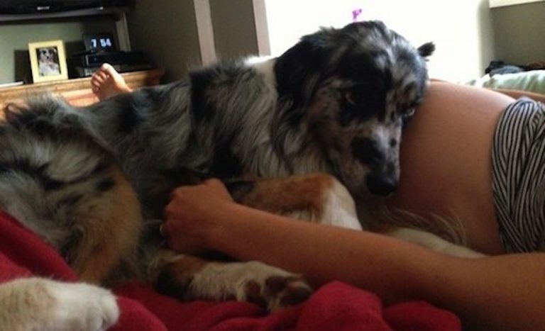 Loyal Dog Looks After Pregnant Woman in Tenderest Way