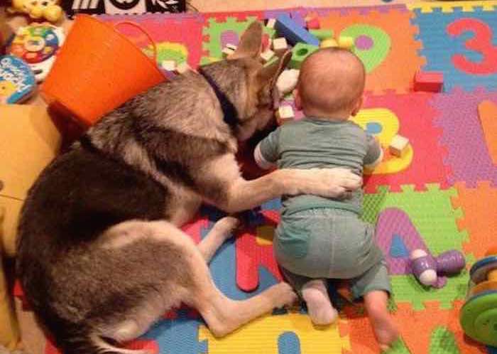 Study Shows Dogs Bond With Their Owners in Similar Way to How Babies Do With Their Parents