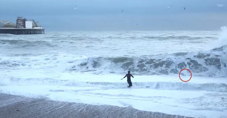 dog saved from ocean in Brighton