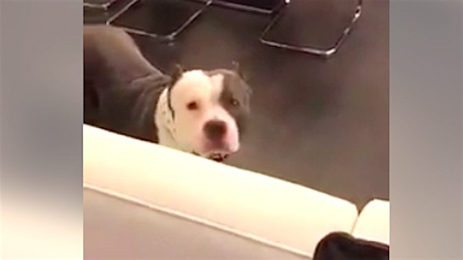 Video of Dog Filmed with Unusual Symptom of Illness Goes Viral