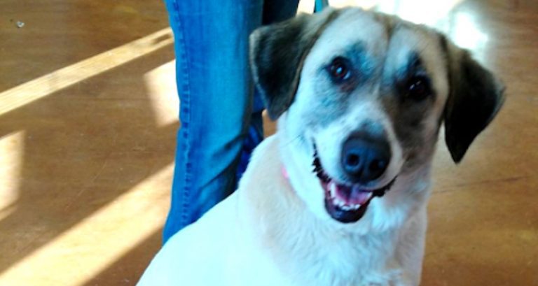 Loyal Dog Given Up by Former Family Walks 20 Miles – Twice – to Find Them Again