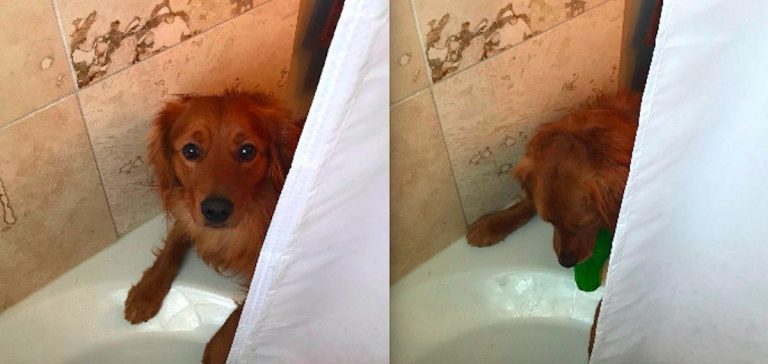 dog brings toy to owner in shower