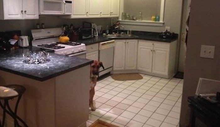 Dog Makes Ad for Apartment for Rent Go Viral on Internet