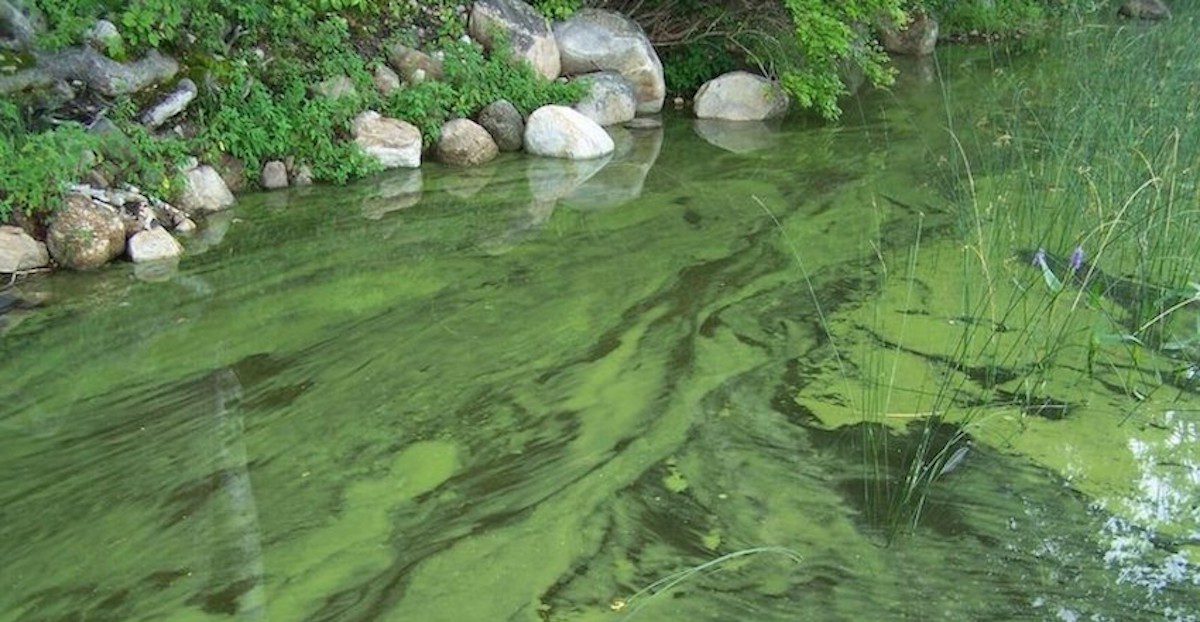 Blue-Green Algae (Cyanobacteria) and How it Can Kill Your Dogs