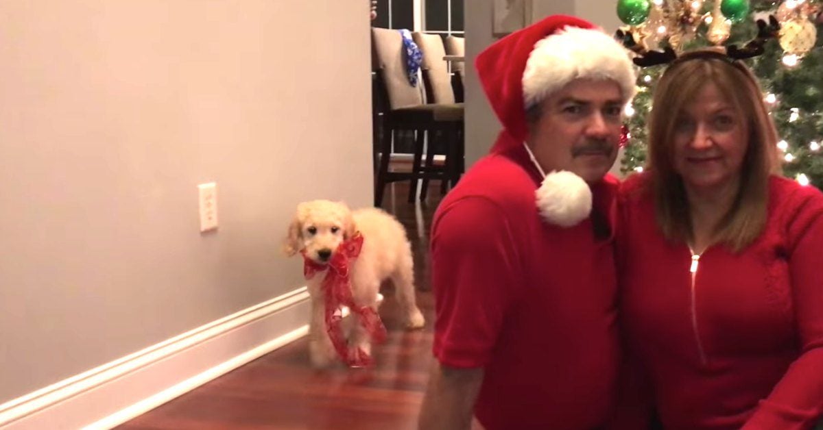Dad Reacts Like Little Boy when Family Surprises Him with Puppy For Holidays