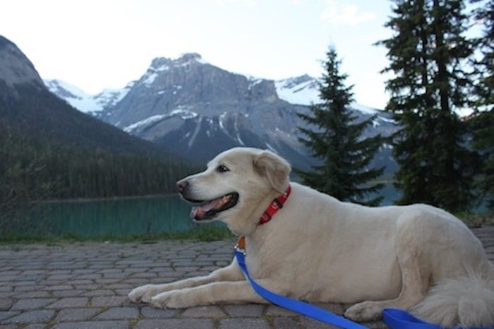 Loving Couple Treasure Their Last Moments With Their Beautiful Dog