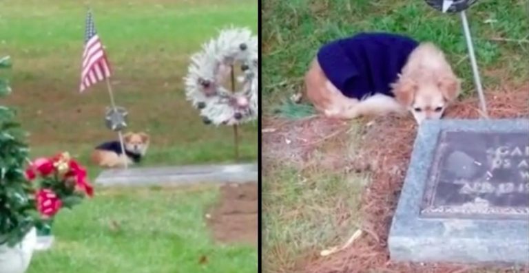 dog grieves by grave