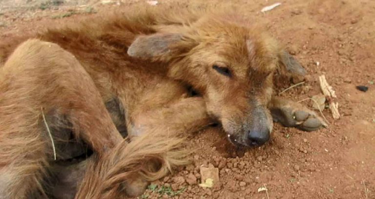 dog with broken jaw