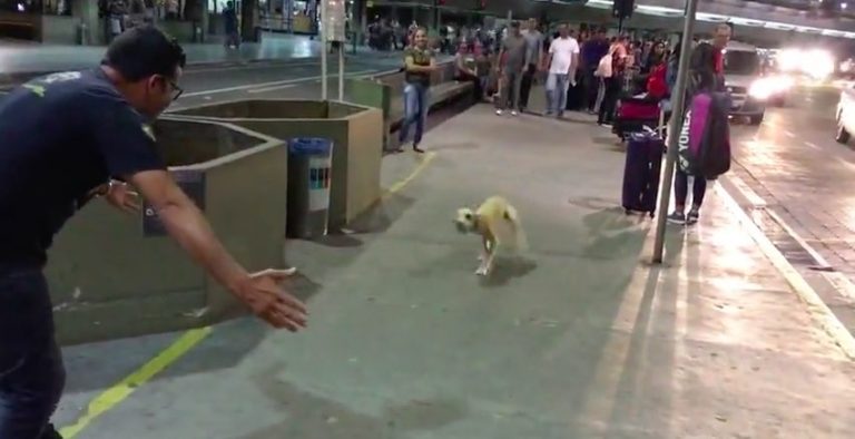 Dog Goes Crazy with Happiness Seeing His Dad Return from Trip