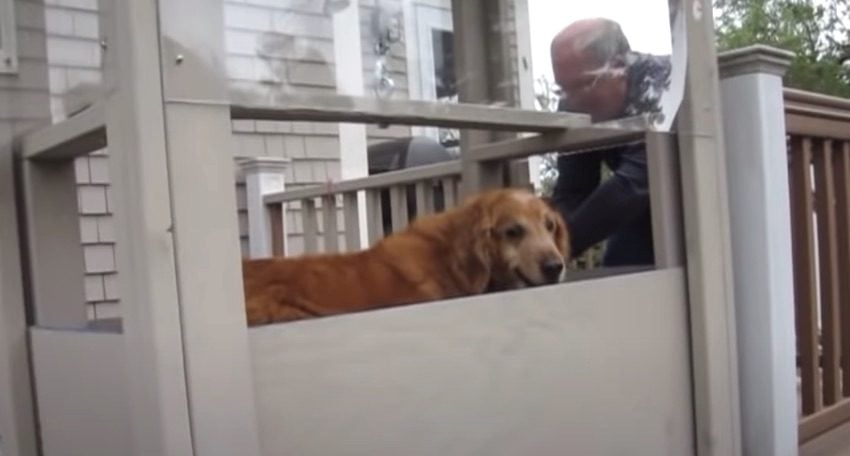 Dog with Arthritis Gets Her Very Own Elevator to Go Outside