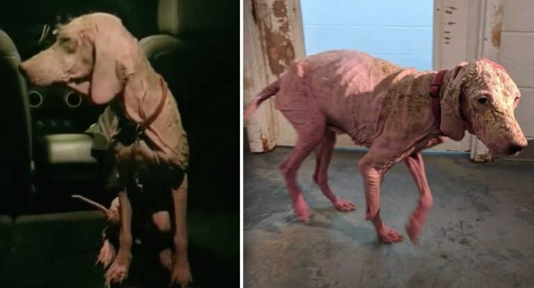 Man Saves Starving Dog Wandering in Middle of Desert