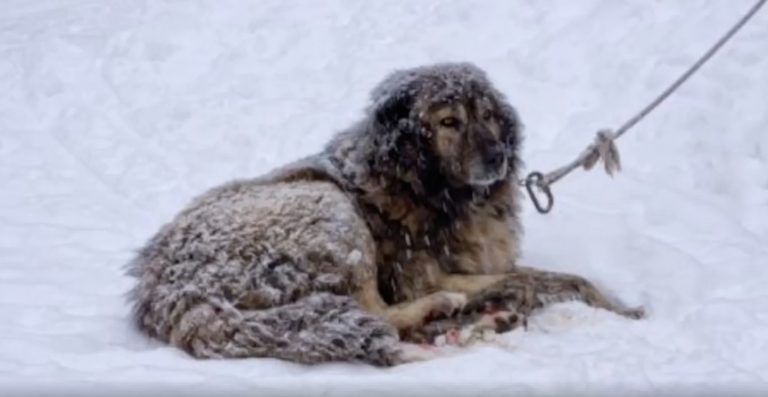dog left in cold