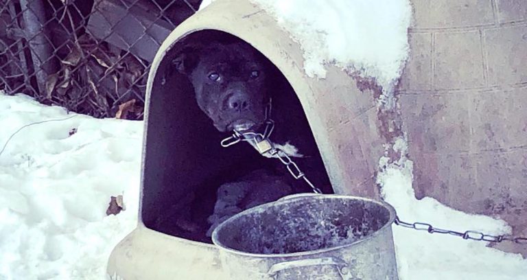 dog outside in cold