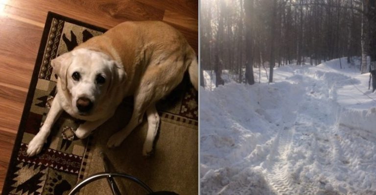 dog found in snowbank