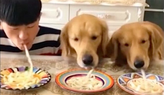 dogs noodle competition