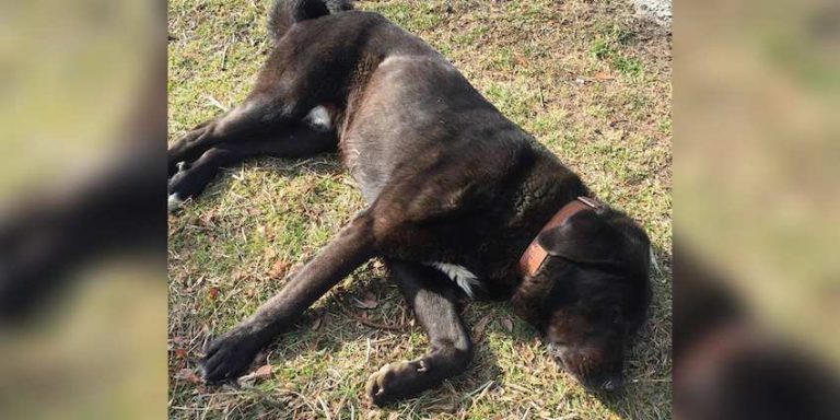 Man Stops to Help ‘Dead’ Dog But Soon Learns He’s Being Tricked – By the Dog