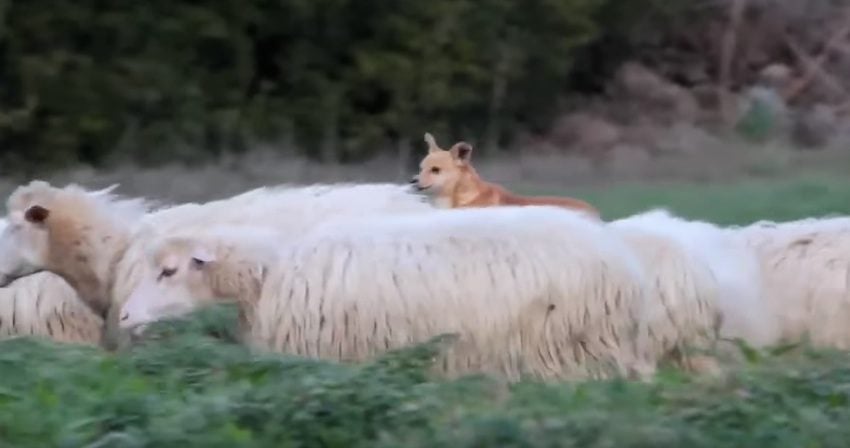 Adorable Dog Caught Lazily Relaxing on Sheep